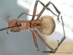 Image of Polyrhachis mindanaensis Emery 1923