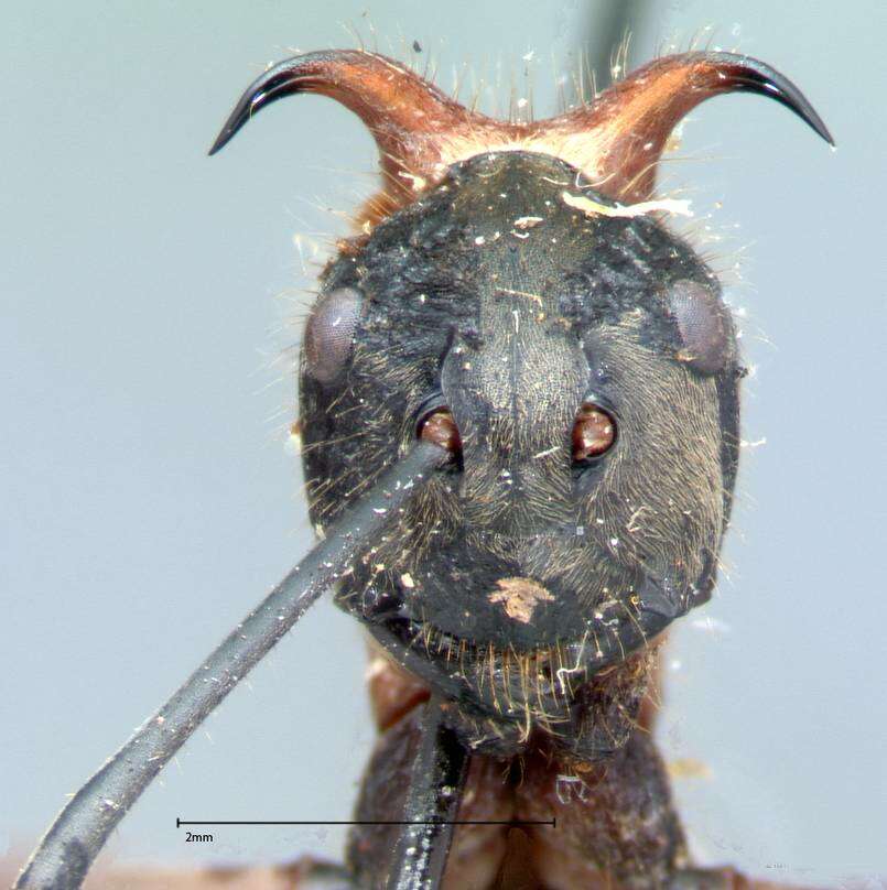 Image of Polyrhachis mindanaensis Emery 1923