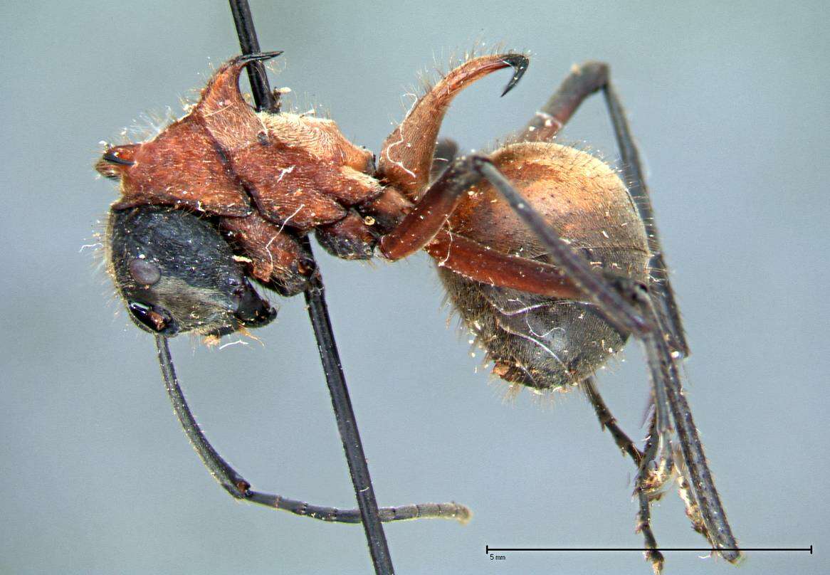 Image of Polyrhachis mindanaensis Emery 1923