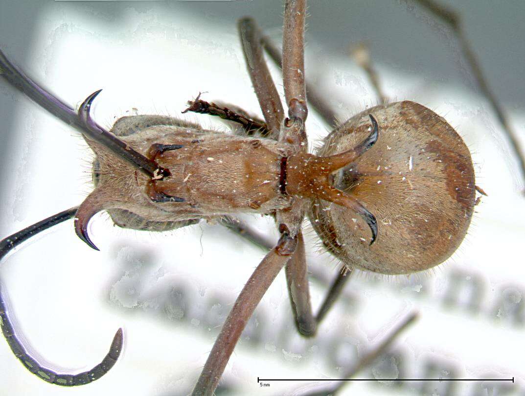 Image of Polyrhachis mindanaensis Emery 1923