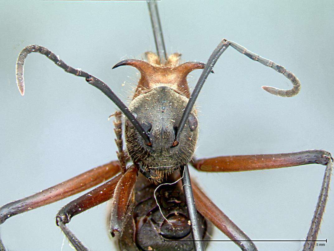 Image of Polyrhachis mindanaensis Emery 1923