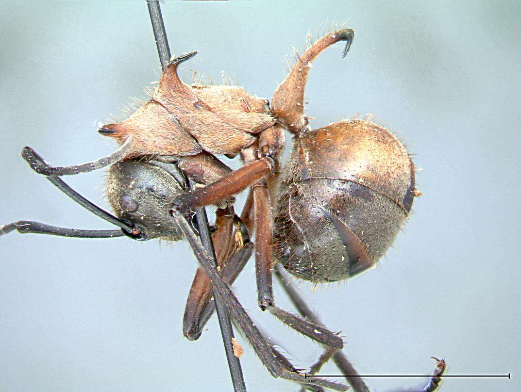 Image of Polyrhachis mindanaensis Emery 1923