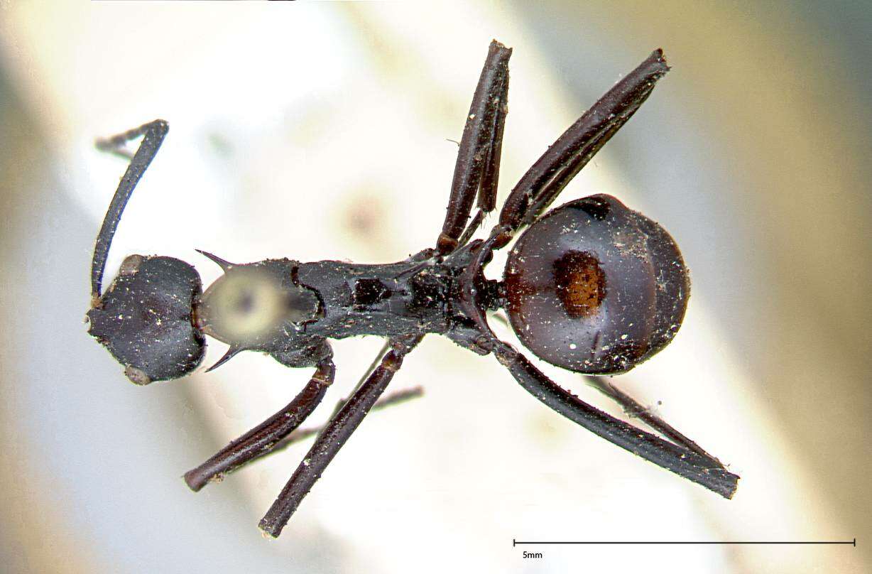 Image of Polyrhachis pressa Mayr 1862