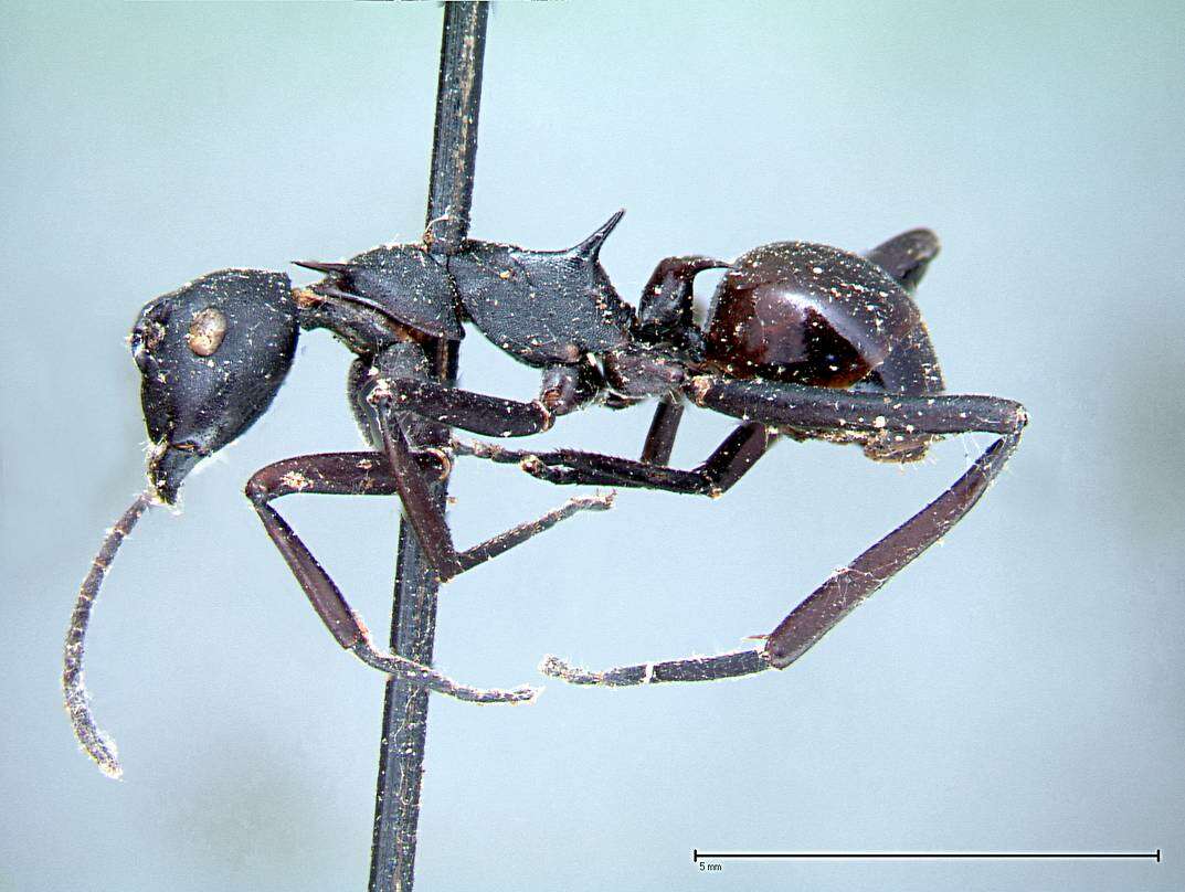 Image of Polyrhachis pressa Mayr 1862