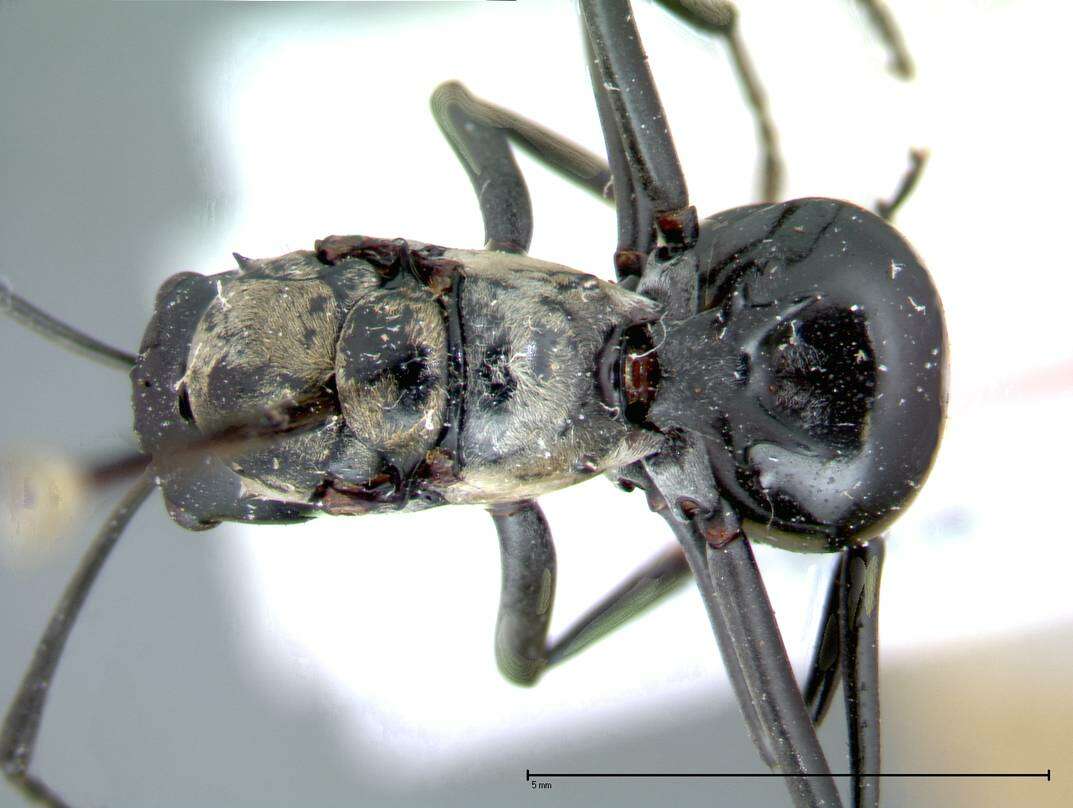 Image de Polyrhachis horni Emery 1901