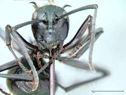 Image de Polyrhachis horni Emery 1901