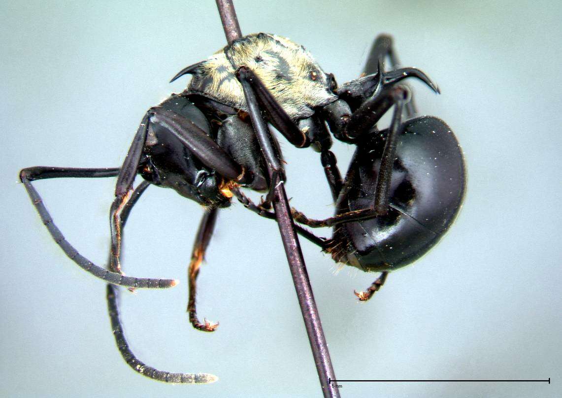 Image de Polyrhachis horni Emery 1901