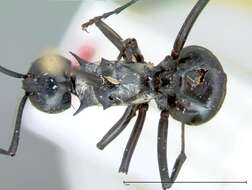 Image de Polyrhachis horni Emery 1901