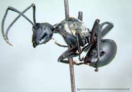 Image de Polyrhachis horni Emery 1901