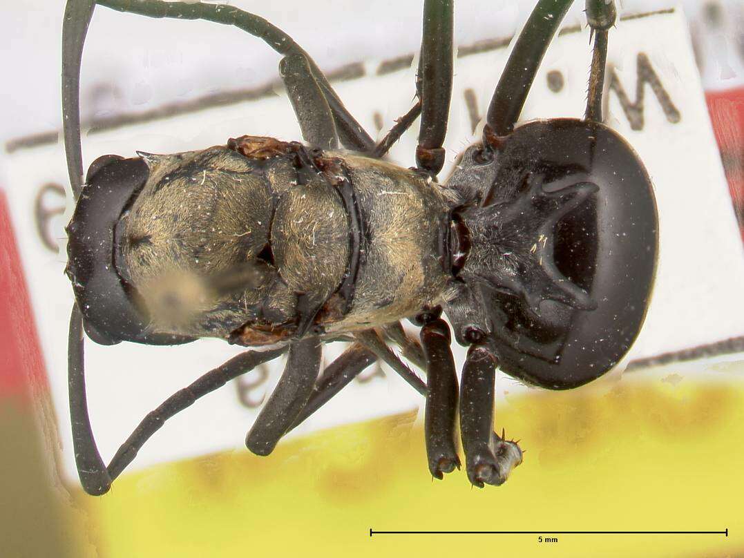 Image de Polyrhachis horni Emery 1901