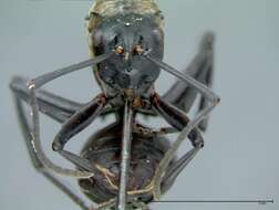 Image de Polyrhachis horni Emery 1901