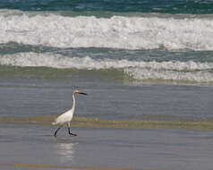 Image of Snowy Egret