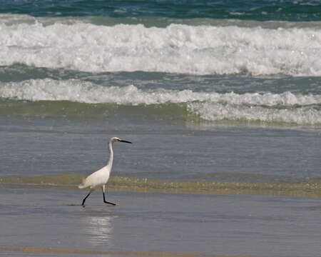 Image of Snowy Egret