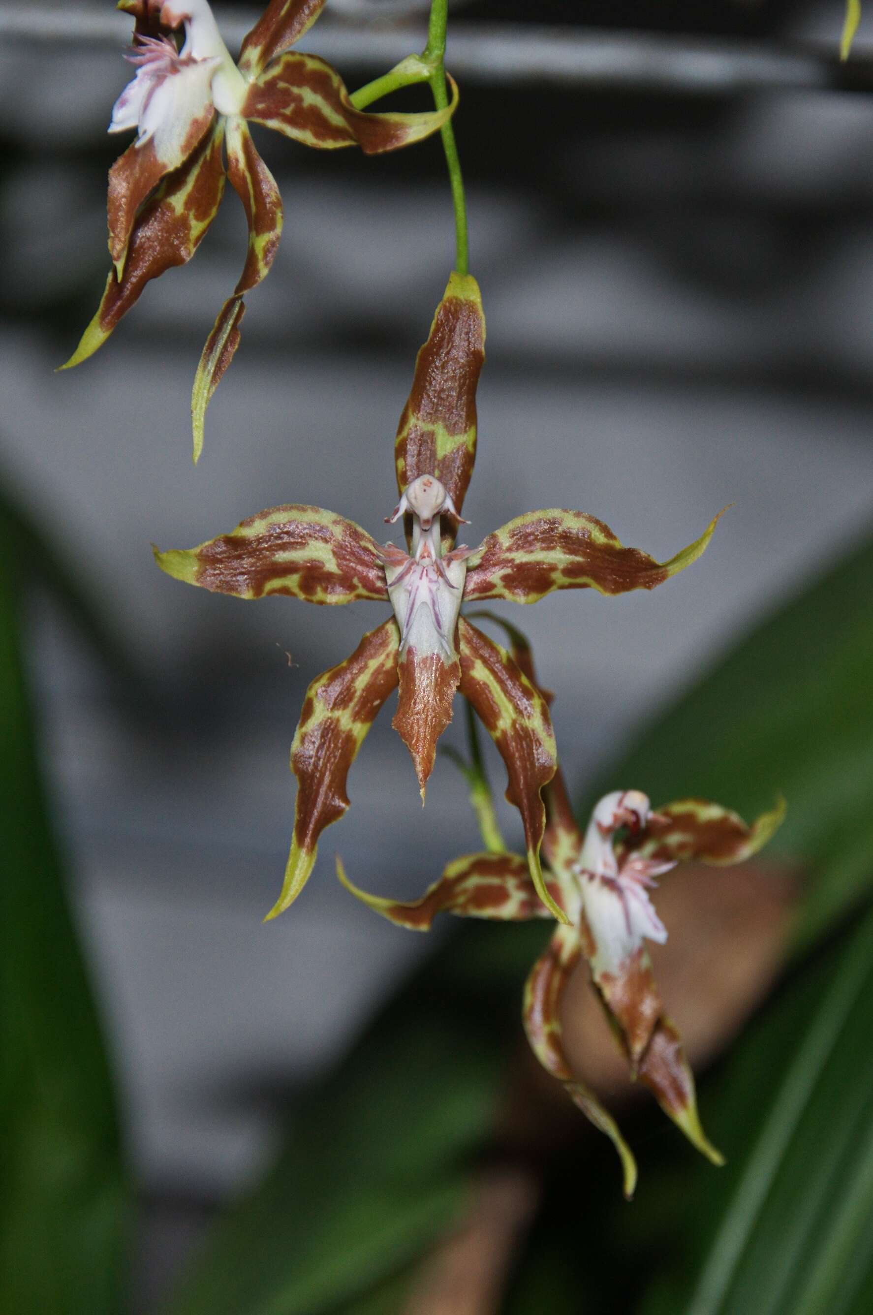 Image of Oncidium cristatellum Garay