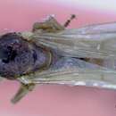 Image of Camponotus ferreri Forel 1913