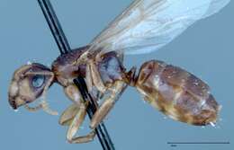 Image of Camponotus ferreri Forel 1913
