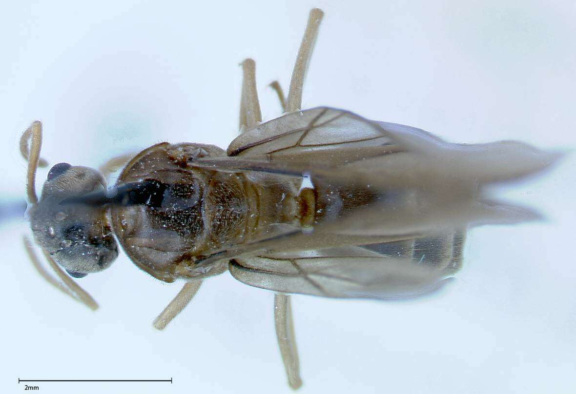 Image of Pseudolasius sauteri Forel 1913