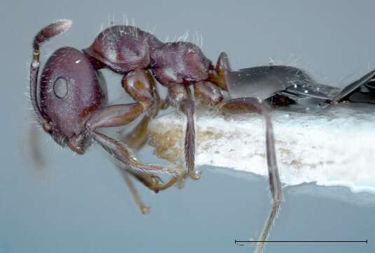 Image of Myrmelachista reticulata Borgmeier 1928