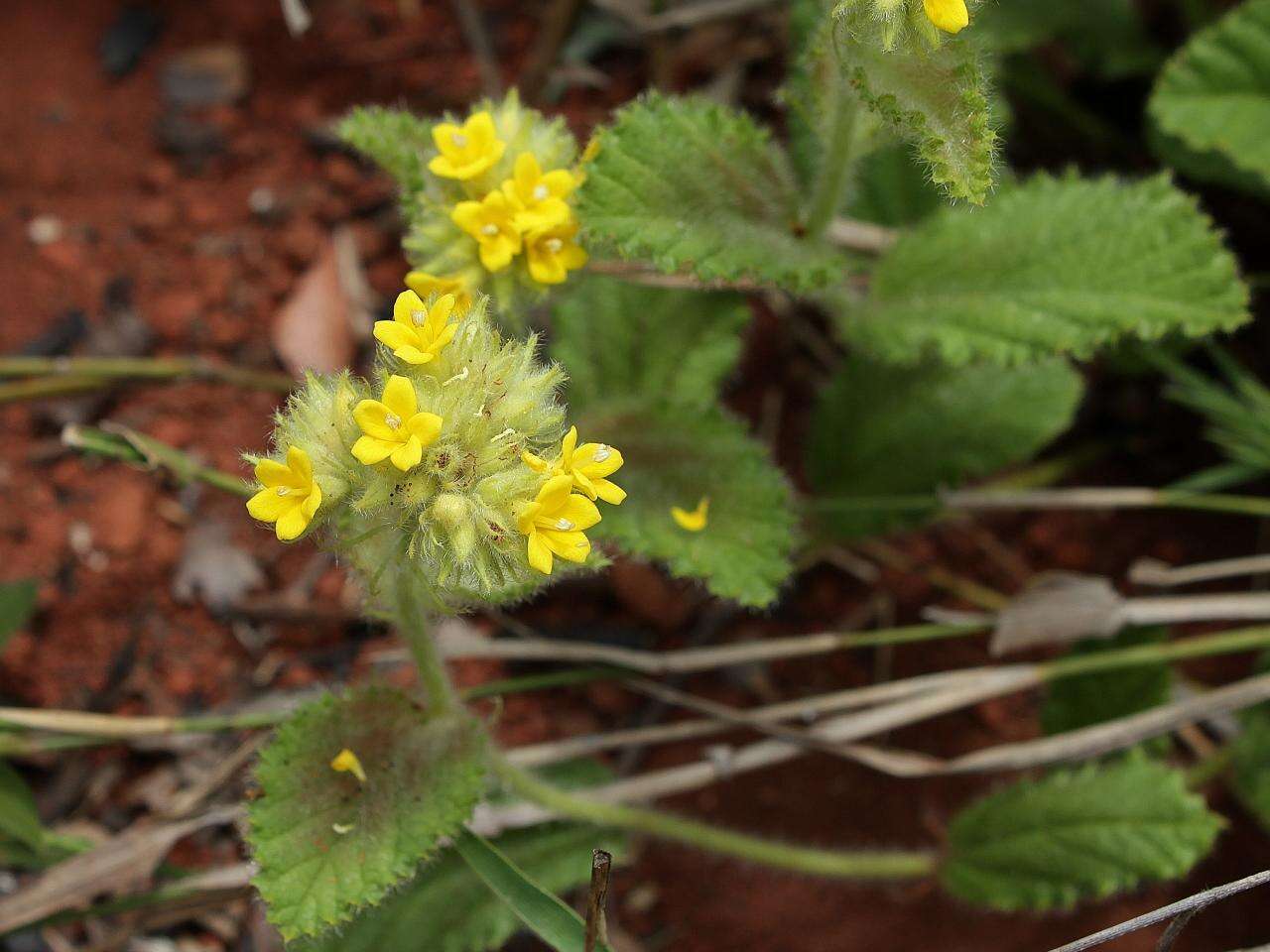 Imagem de Waltheria communis A. St.-Hil.