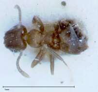 Image of Brachymyrmex santschii Menozzi 1927