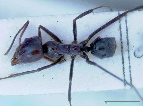 Imagem de Iridomyrmex viridiaeneus Viehmeyer 1914