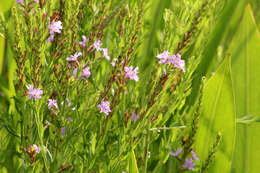 Image of winged lythrum