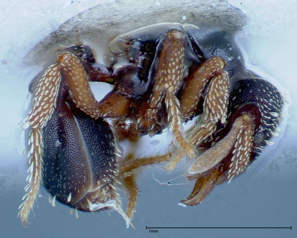 Image of Myrmicinae