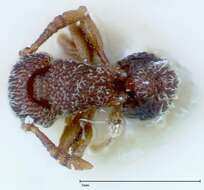 Image of Tetramorium parvispinum (Emery 1893)