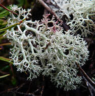 Image de Cladonia arbuscula (Wallr.) Flot.