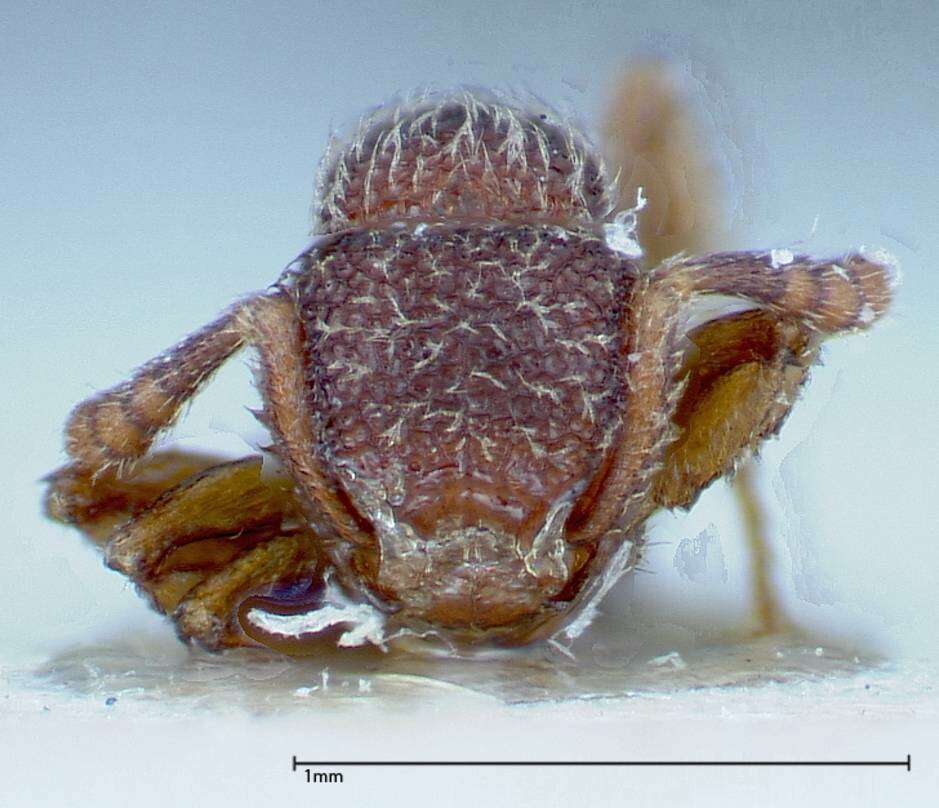 Image of Tetramorium parvispinum (Emery 1893)