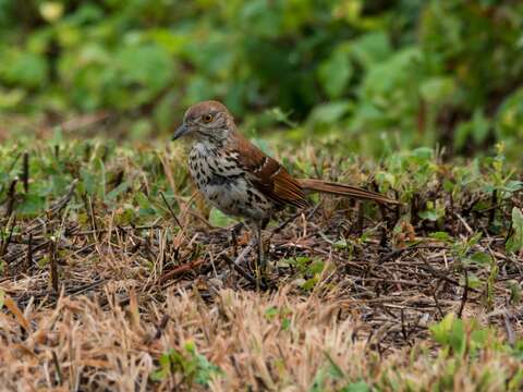 Image of Brown Thrasher