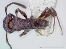 Image de Temnothorax bugnioni