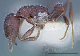 Image de Temnothorax bugnioni