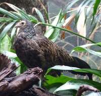 Image of Green Junglefowl