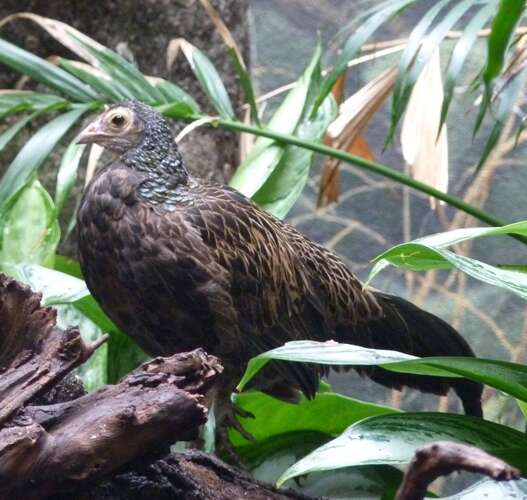 Image of Green Junglefowl