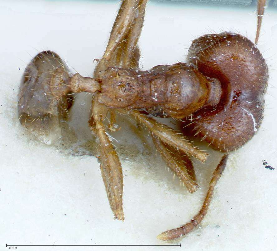 Image of Pheidole ernsti Forel 1912