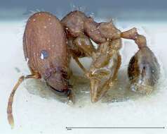 Image of Pheidole ernsti Forel 1912