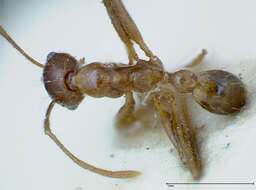 Image of Pheidole ernsti Forel 1912