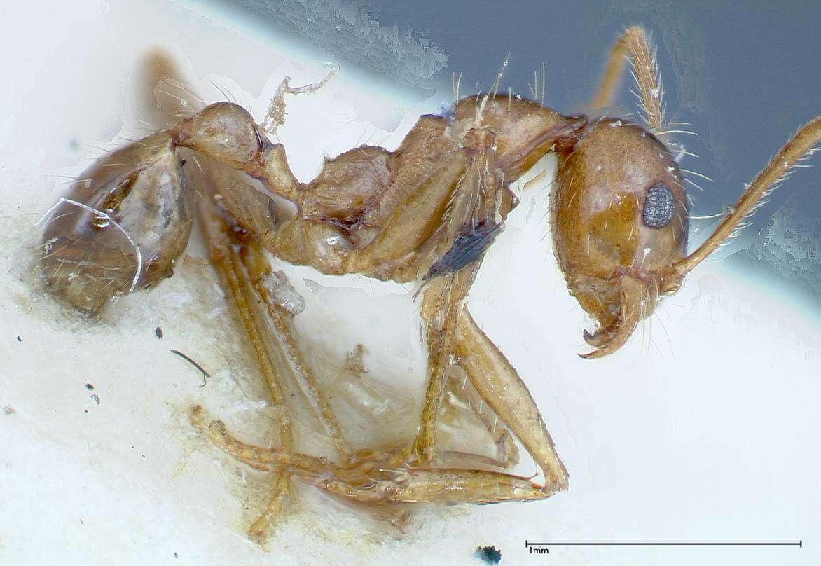 Image of Pheidole ernsti Forel 1912