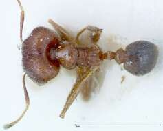 Image of Pheidole ernsti Forel 1912