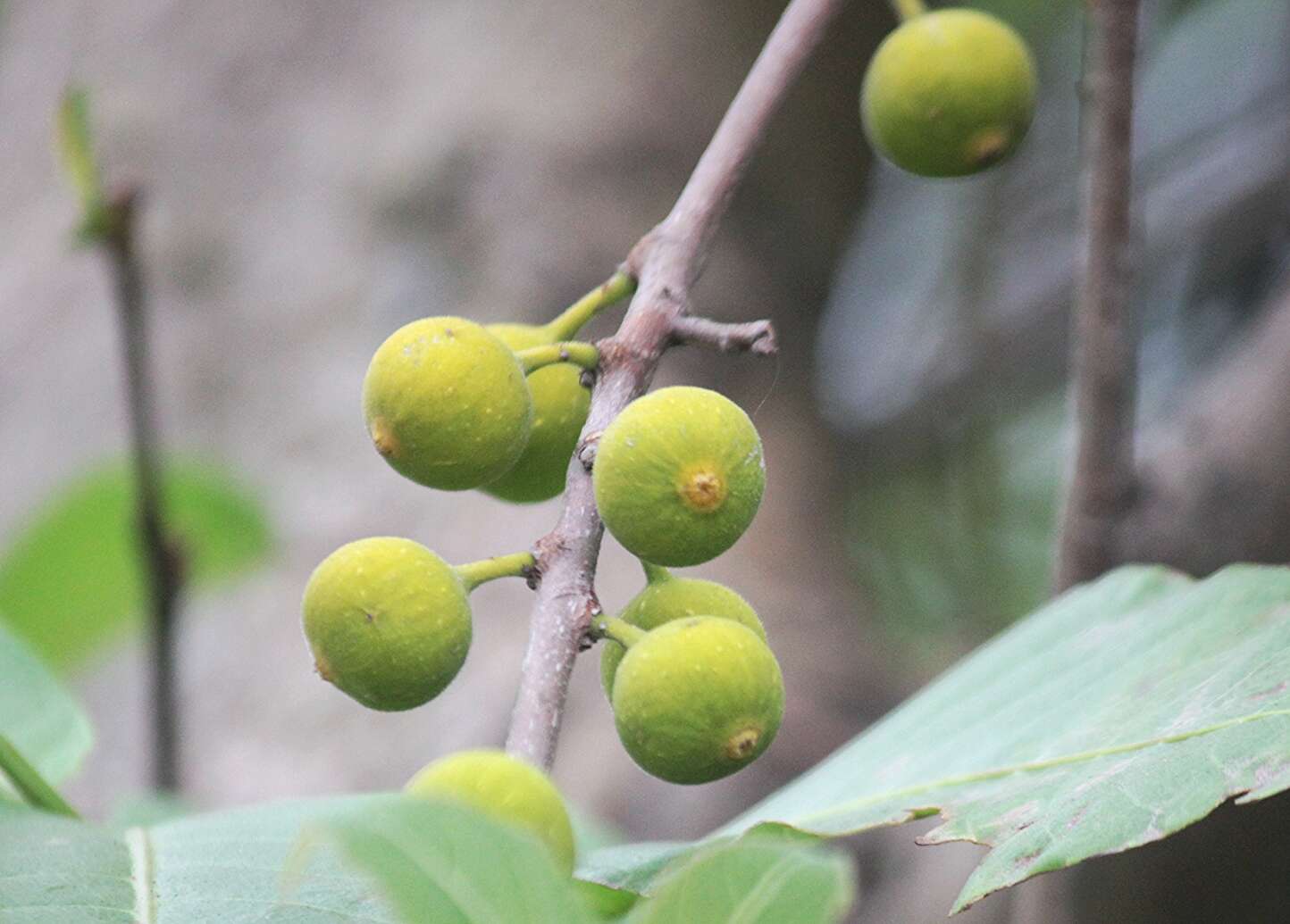 Ficus exasperata Vahl的圖片