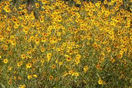 Image de Helianthus agrestis Pollard