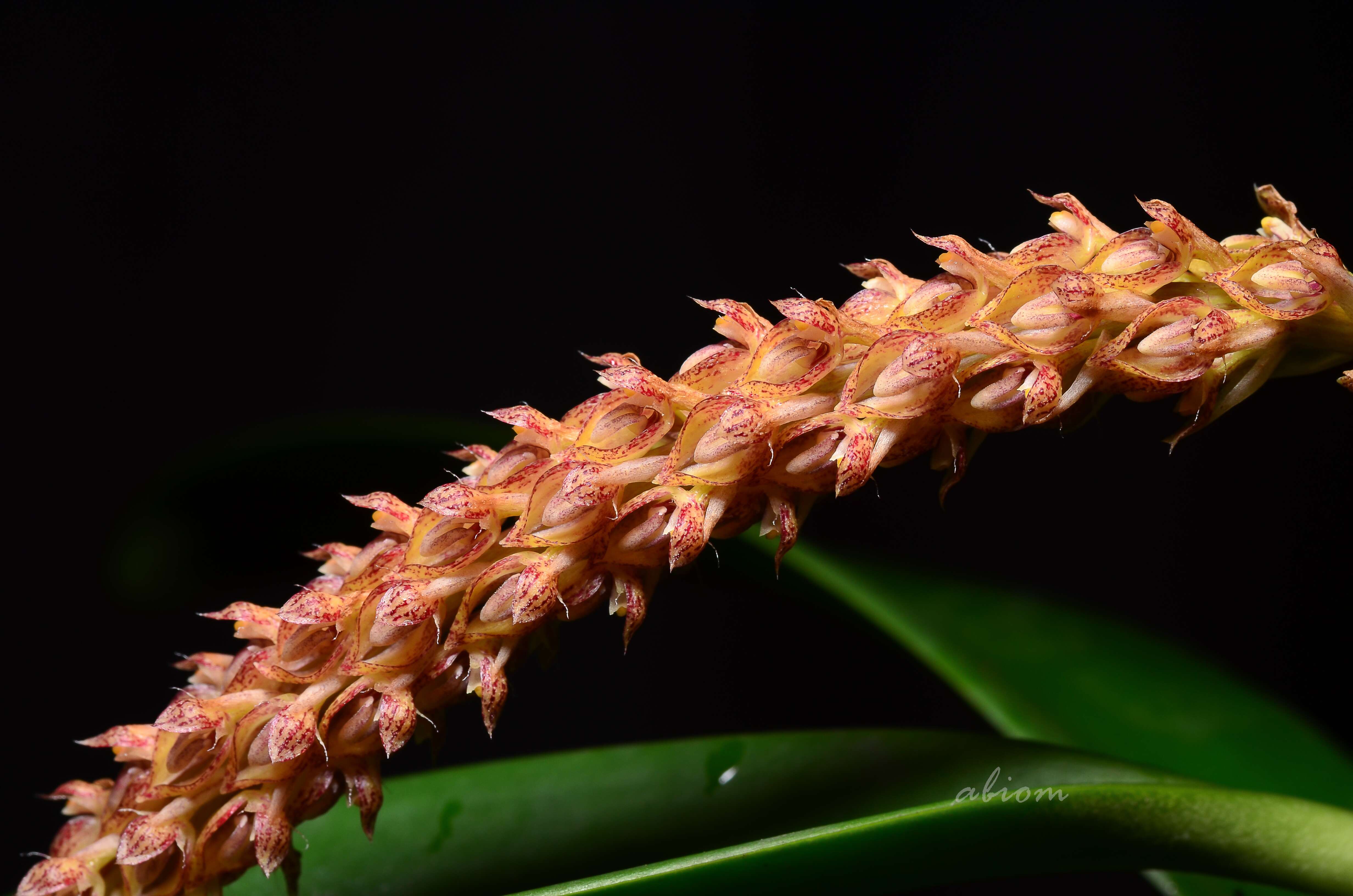 Bulbophyllum morphologorum Kraenzl. resmi