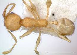 Image of Pheidole bambusarum Forel 1908