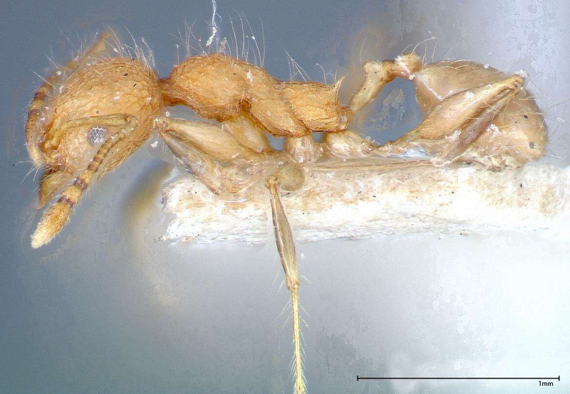 Image of Pheidole bambusarum Forel 1908