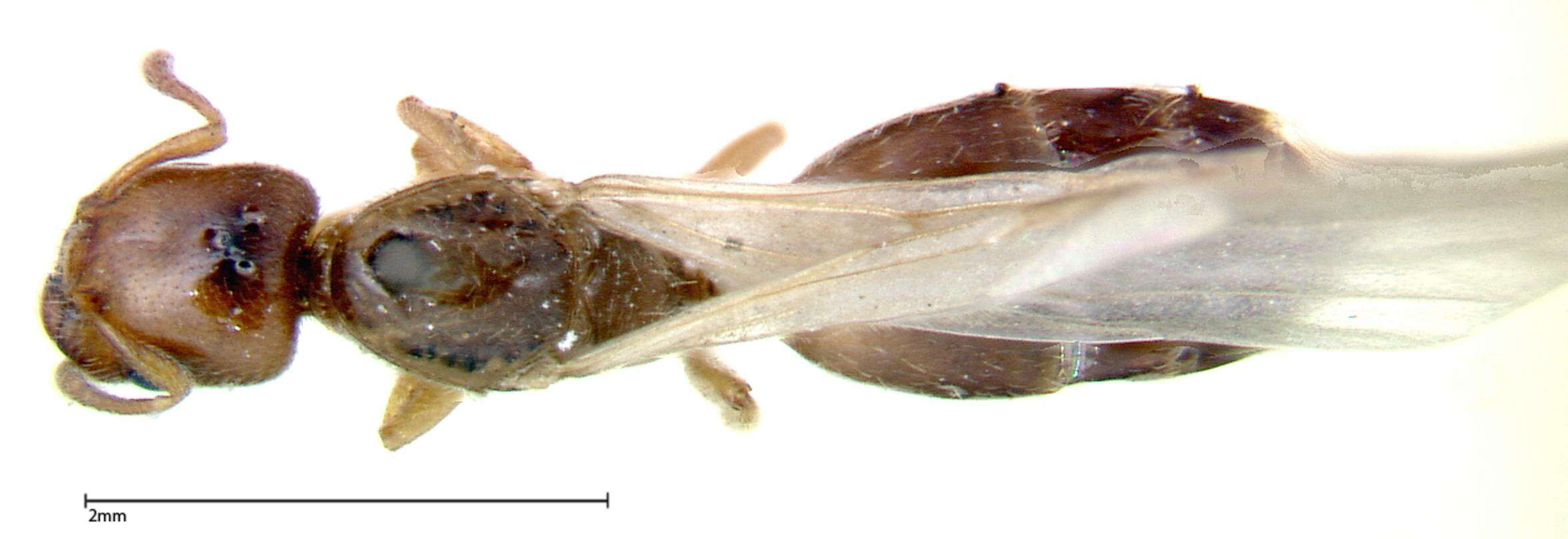 Image of Crematogaster homeri Forel 1913