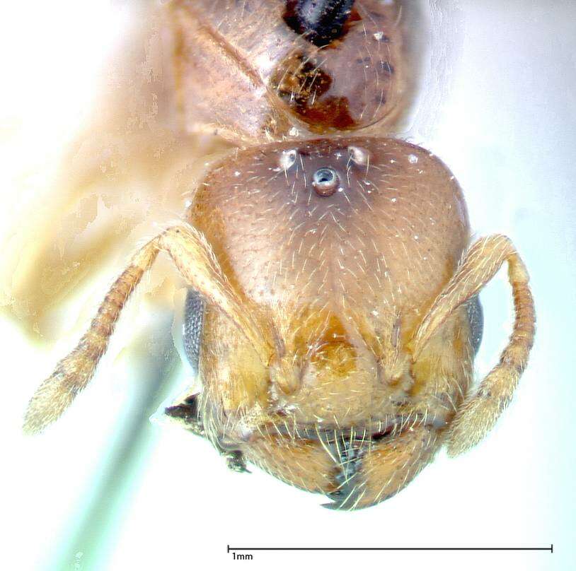 Image of Crematogaster homeri Forel 1913