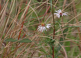 Image of Simmonds' aster