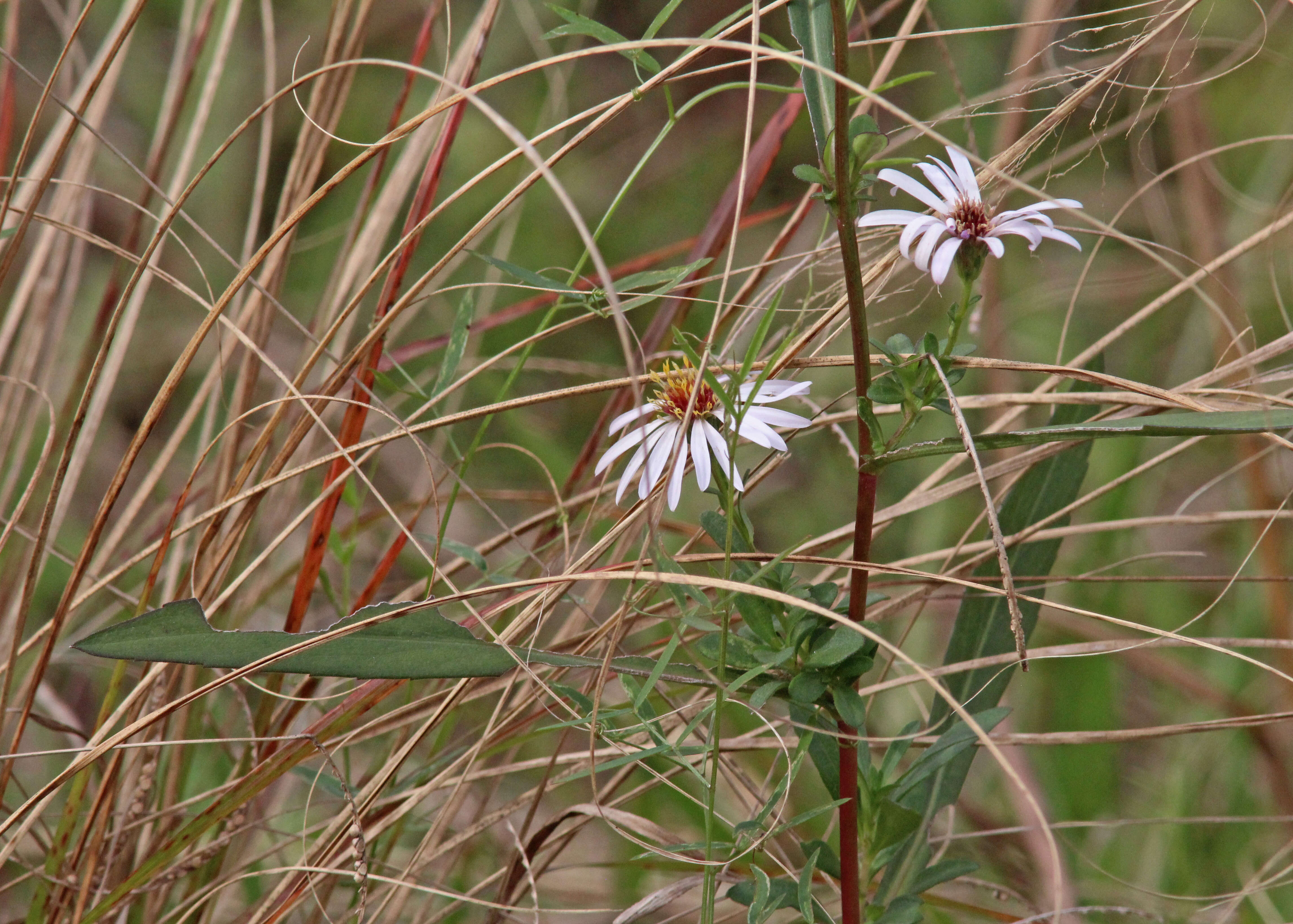 Image of Simmonds' aster