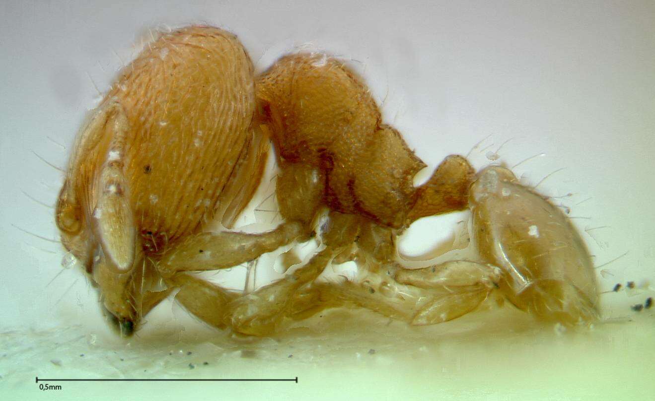 Image of Carebara overbecki